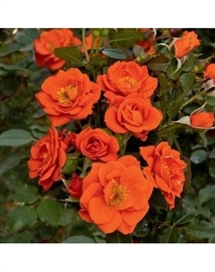 Саженец цветка Красный клен Роза миниатюрная Почвопокровная Miniature Orange