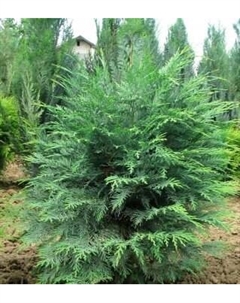 Саженец кустарника Красный клен Кипарисовик Лавсона Wisselii