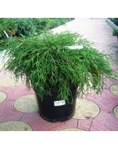 Саженец кустарника Красный клен Кипарисовик горохоплодный Filifera Nana