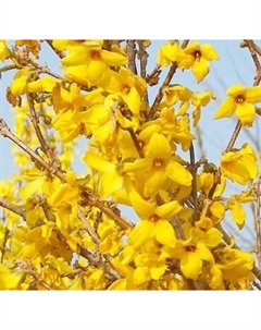 Саженец кустарника Красный клен Форзиция средняя Goldzauber