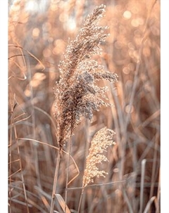 Картина на стекле Stamprint Камыш SP036