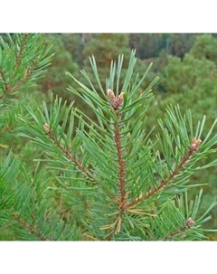 Саженец дерева Красный клен Сосна обыкновенная