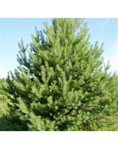 Саженец дерева Красный клен Сосна обыкновенная DK/Dyrehave