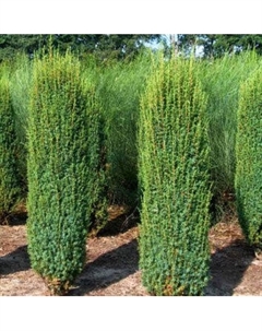 Саженец дерева Красный клен Можжевельник обыкновенный Hibernica