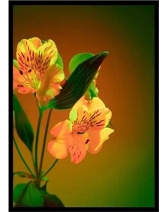 Постер Citydecor Цветы 4