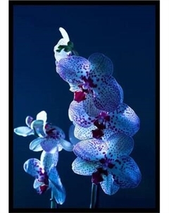 Постер Citydecor Цветы 5