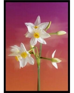 Постер Citydecor Цветы 7