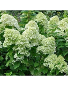 Саженец кустарника Красный клен Гортензия метельчатая Limelight