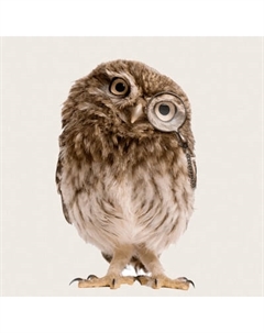 Картина на стекле Stamprint Сова CL002