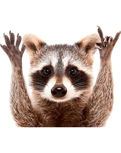 Картина на стекле Stamprint Енот CL001