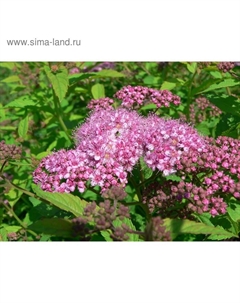 Саженец Спирея (горшок р9) Сан-Суси Набиона, 1 шт, Осень 2025 Сады урала