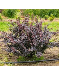 Саженец кустарника Красный клен Барбарис тунберга Dart's Red Lady