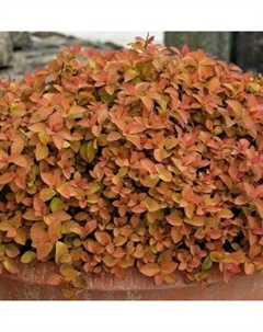 Саженец кустарника Красный клен Спирея японская Zen Spirit Caramel