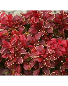 Саженец кустарника Красный клен Барбарис тунберга Admiration