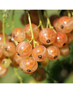 Саженец Смородина золотистая (горшок р9) Солнышко, 1 шт, Осень 2025 Сады урала