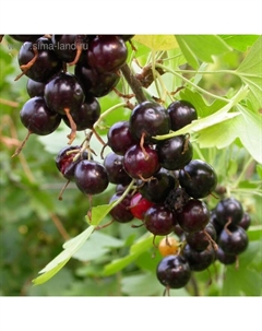 Саженец Смородина золотистая (горшок р9) Шафак, 1 шт, Осень 2025 Сады урала