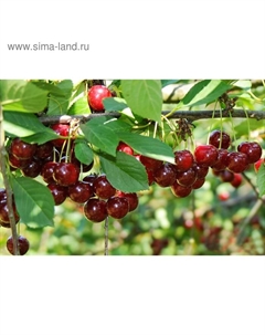 Саженец Вишня (ОКС) Щедрая, 1 шт, Осень 2025 Сады урала