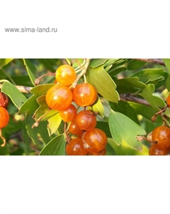 Саженец Смородина золотистая (горшок р9) Ляйсан, 1 шт, Осень 2025 Сады урала