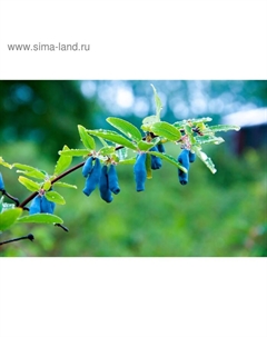 Саженец Жимолость (ОКС) Бакчарский великан, 1 шт, Осень 2025 Сады урала