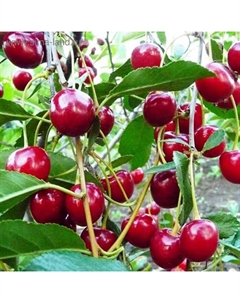 Саженец Вишня (ОКС) Уральская рубиновая, 1 шт, Осень 2025 Сады урала