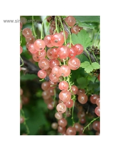 Саженец Смородина цветная (ОКС) Голландская розовая, 1 шт, Осень 2025 Сады урала