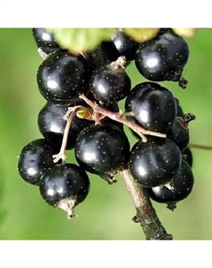 Саженец Смородина черная (ОКС) Кипиана, 1 шт, Осень 2025 Сады урала