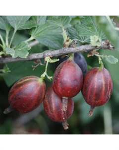 Саженец Крыжовник (ОКС) Колобок, 1 шт, Осень 2025 Сады урала