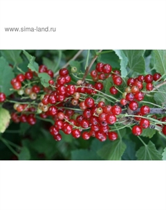 Саженец Смородина цветная (ОКС) Уральская красавица, 1 шт, Осень 2025 Сады урала