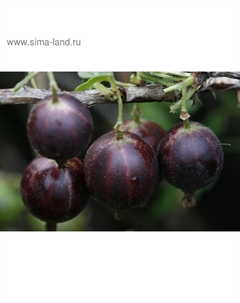 Саженец Крыжовник (ОКС) Консул, 1 шт, Осень 2025 Сады урала