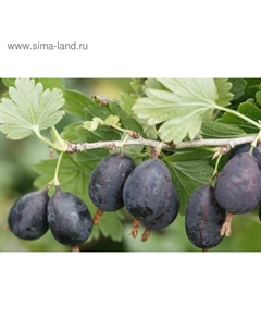 Саженец Крыжовник (ОКС) Командор, 1 шт, Осень 2025 Сады урала