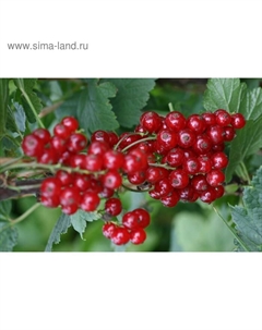 Саженец Смородина цветная (ОКС) Андрейченко, 1 шт, Осень 2025 Сады урала