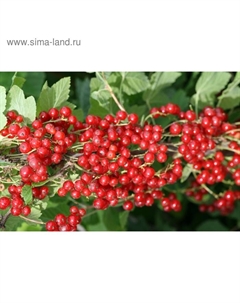 Саженец Смородина цветная (ОКС) Натали, 1 шт, Осень 2025 Сады урала