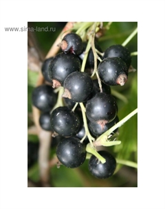 Саженец Смородина черная (ОКС) Ядреная, 1 шт, Осень 2025 Сады урала