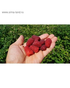 Саженец Малина (ОКС) Карамелька, 1 шт, Осень 2025 Сады урала