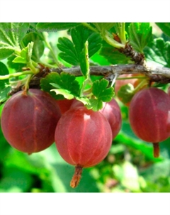 Саженец Крыжовник (ОКС) Машека, 1 шт, Осень 2025 Сады урала