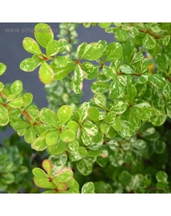 Саженец Барбарис (горшок р9) Старберст, 1 шт, Осень 2025 Сады урала