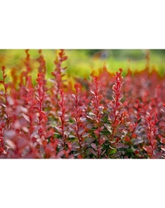 Саженец Барбарис (горшок р9) Ред чиф, 1 шт, Осень 2025 Сады урала