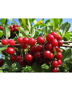 Саженец Вишня (ОКС) Изобильная, 1 шт, Осень 2025 Сады урала