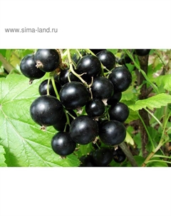 Саженец Смородина черная (ОКС) Бен Хопен, 1 шт, Осень 2025 Сады урала