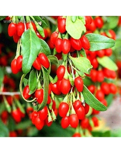 Саженец Годжи (горшок р9) Биг Берри, 1 шт, Осень 2025 Сады урала