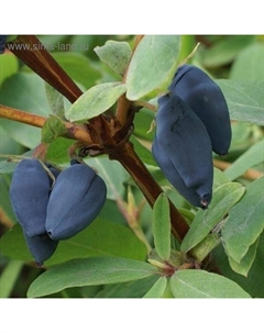 Саженец Жимолость (ОКС) Томичка, 1 шт, Осень 2025 Сады урала