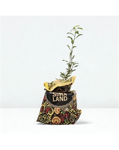 Саженец Годжи (горшок р9) Нью биг, 1 шт, Осень 2025 Сады урала