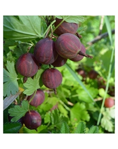 Саженец Крыжовник (ОКС) Куйбышевский, 1 шт, Осень 2025 Сады урала