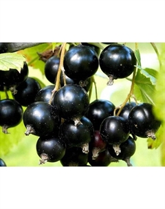 Саженец Смородина черная (ОКС) Сокровище, 1 шт, Осень 2025 Сады урала