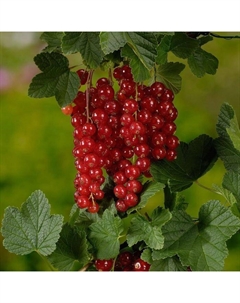Саженец Смородина цветная (ОКС) Йонкер ван тетс, 1 шт, Осень 2025 Сады урала