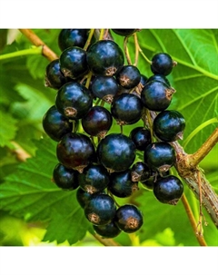 Саженец Смородина черная (ОКС) Шадриха, 1 шт, Осень 2025 Сады урала