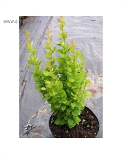 Саженец Барбарис (горшок р9) Эректа, 1 шт, Осень 2025 Сады урала