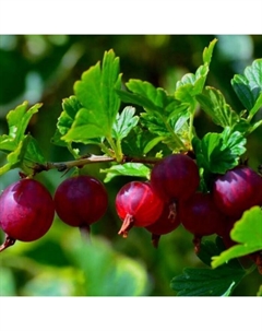 Саженец Крыжовник (ОКС) Родник, 1 шт, Осень 2025 Сады урала