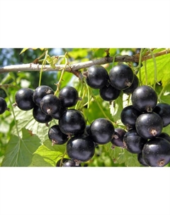 Саженец Смородина черная (ОКС) Атаман, 1 шт, Осень 2025 Сады урала