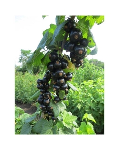 Саженец Смородина черная (ОКС) Бен Тисел, 1 шт, Осень 2025 Сады урала